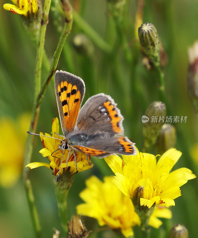 小铜蝶(Lycaena phlaeas)